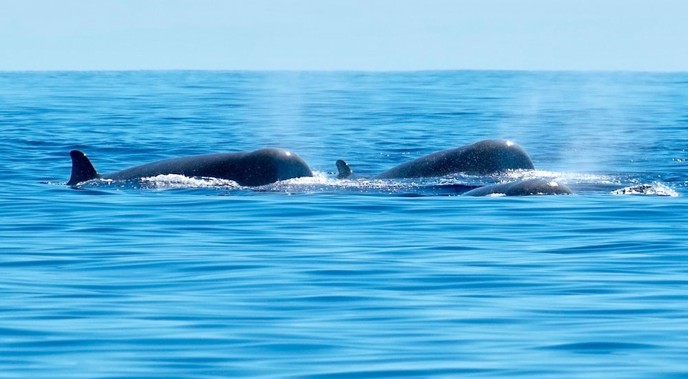 Top 10 grootste dieren op aarde Wildlife Spotten