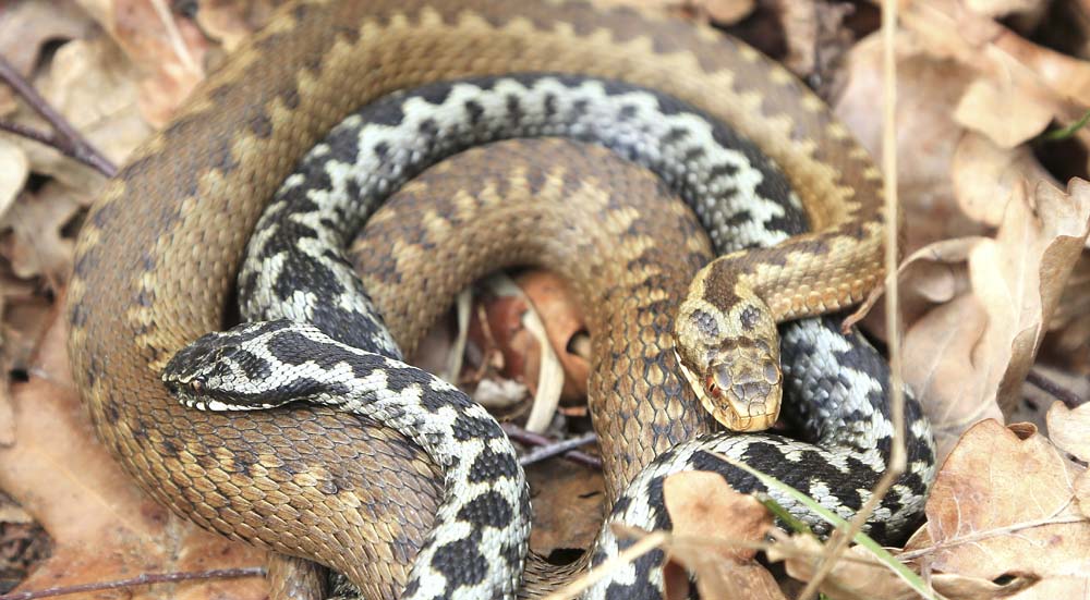 In beweging rand Kauwgom De 3 Slangen in Nederland | Kom alles te weten - Wildlife Spotten