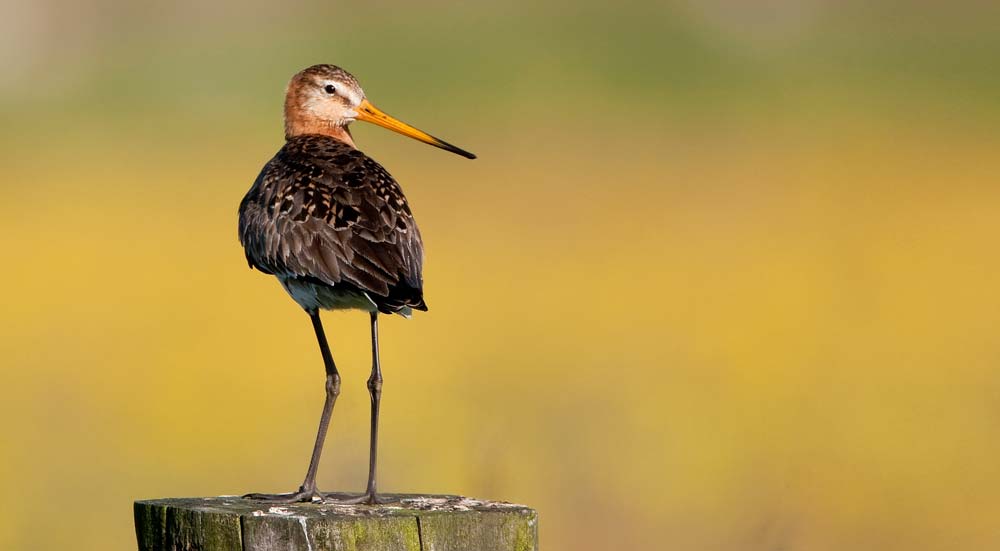 Beste Vogels kijken in Nederland - Wildlife Spotten TC-45