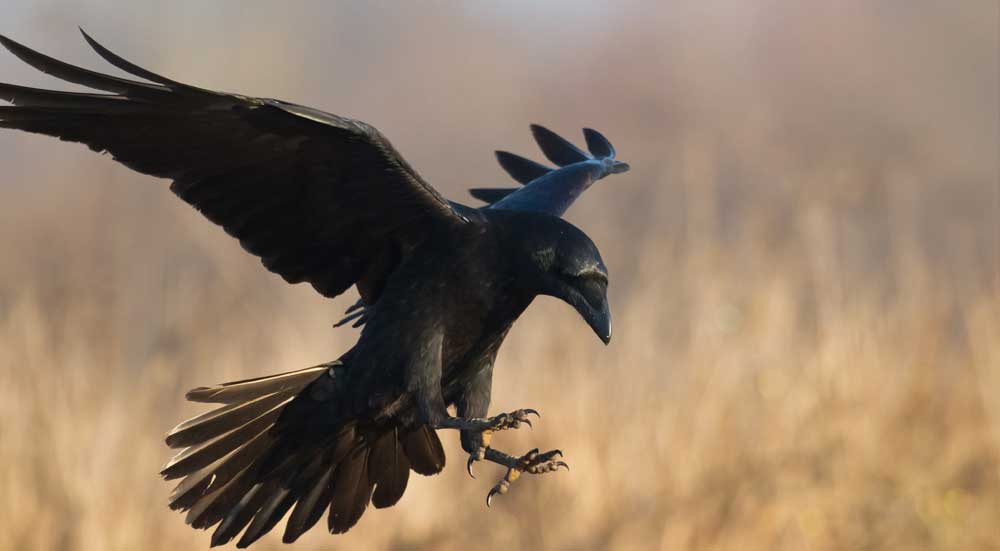 stimuleren microscopisch Baan Raaf | Vogels in Nederland - Wildlife Spotten